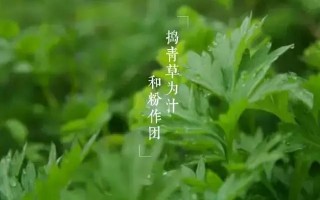 麦青科技，麦青科技有限公司
